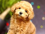 Muhteşem Teacup Boy Orjinal Toy Poodle