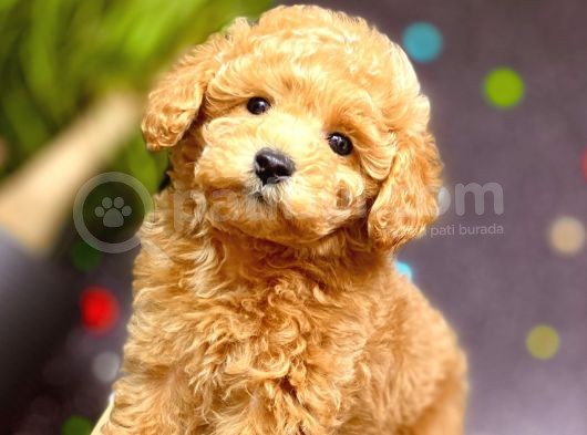Muhteşem Teacup Boy Orjinal Toy Poodle görsel