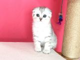 Safkan Irk Garantili Scottish Fold Shorthair Silver Shaded Erkek Ns11