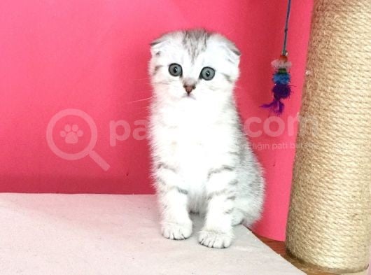 Safkan Irk Garantili Scottish Fold Shorthair Silver Shaded Erkek Ns11 görsel