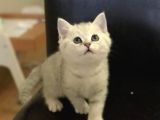 Safkan Si̇lver Shaded Erkek Bri̇ti̇sh Shorthai̇r Yavrulari