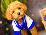 Muhteşem Teacup Boy Orjinal Toy Poodle