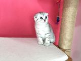 Safkan Irk Garantili Scottish Fold Shorthair Silver Shaded Erkek Ns11