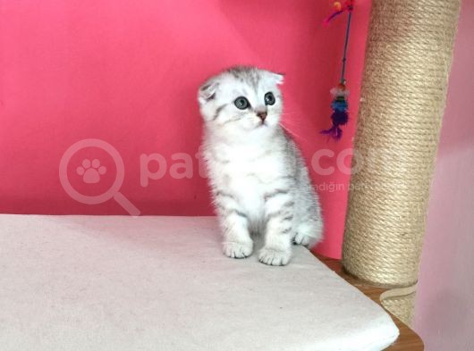 Safkan Irk Garantili Scottish Fold Shorthair Silver Shaded Erkek Ns11 görsel