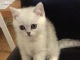 Safkan Si̇lver Shaded Erkek Bri̇ti̇sh Shorthai̇r Yavrulari