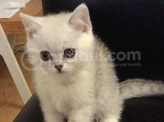 Safkan Si̇lver Shaded Erkek Bri̇ti̇sh Shorthai̇r Yavrulari görsel