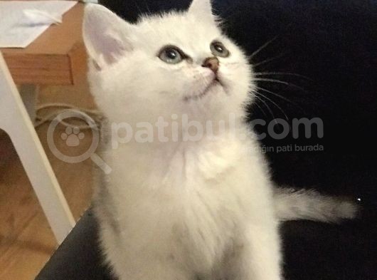 Safkan Si̇lver Shaded Erkek Bri̇ti̇sh Shorthai̇r Yavrulari görsel