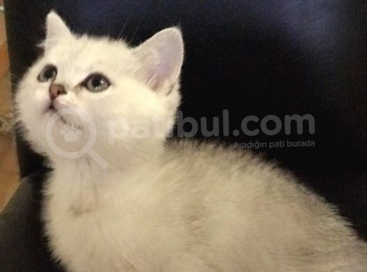 Safkan Si̇lver Shaded Erkek Bri̇ti̇sh Shorthai̇r Yavrulari görsel