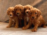Mi̇ni̇ Toy Poodle Yavrular
