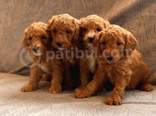 Mi̇ni̇ Toy Poodle Yavrular görsel