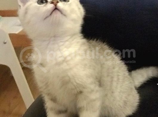 Safkan Si̇lver Shaded Erkek Bri̇ti̇sh Shorthai̇r Yavrulari görsel