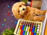 Muhteşem Teacup Boy Orjinal Toy Poodle