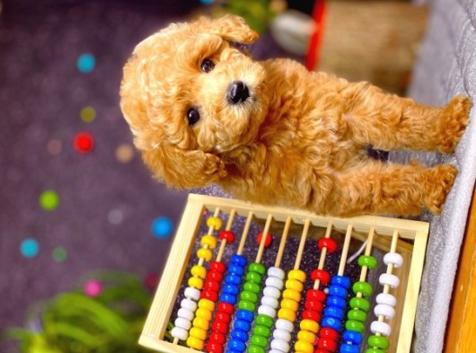 Muhteşem Teacup Boy Orjinal Toy Poodle görsel