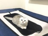 Safkan Irk Garantili Scottish Fold Shorthair Silver Shaded Erkek Ns11