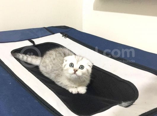 Safkan Irk Garantili Scottish Fold Shorthair Silver Shaded Erkek Ns11
