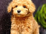 Muhteşem Teacup Boy Orjinal Toy Poodle