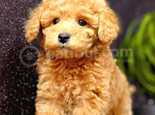 Muhteşem Teacup Boy Orjinal Toy Poodle görsel