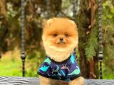 Show Kalite Oranj Pomerani̇an  Boo Oğlumuz