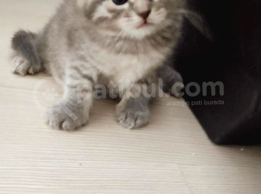 Ankara Bristsh Silver görsel