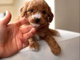 Mi̇ni̇ Toy Poodle Yavrular