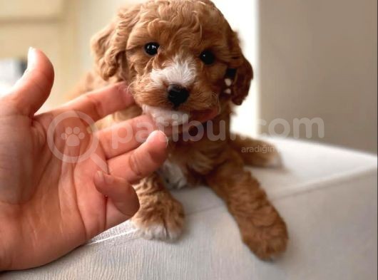 Mi̇ni̇ Toy Poodle Yavrular görsel