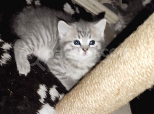 Ankara Bristsh Silver görsel
