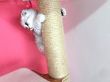 Safkan Irk Garantili Scottish Fold Shorthair Silver Shaded Erkek Ns11