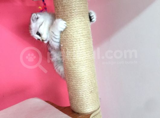 Safkan Irk Garantili Scottish Fold Shorthair Silver Shaded Erkek Ns11 görsel