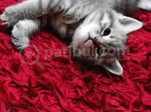 Ankara Bristsh Silver