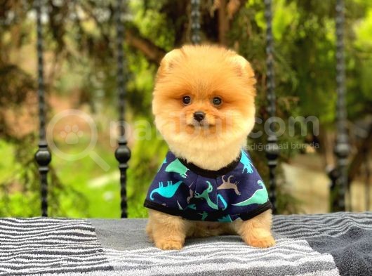 Show Kalite Oranj Pomerani̇an  Boo Oğlumuz görsel