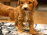 Mi̇ni̇ Toy Poodle Yavrular