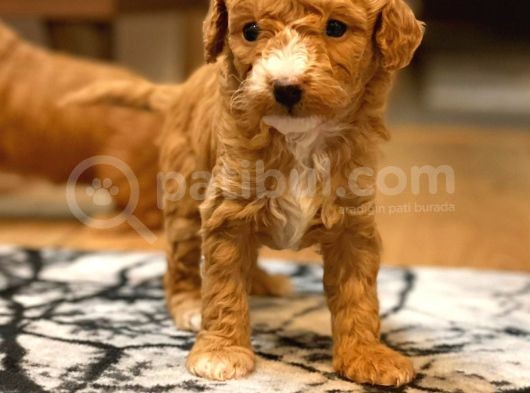 Mi̇ni̇ Toy Poodle Yavrular görsel