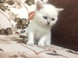 Erkek Blue Point Brittish Shorthai̇r Yavrular