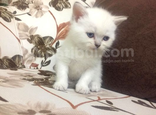 Erkek Blue Point Brittish Shorthai̇r Yavrular görsel