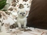 Di̇şi̇ Scottish Fold