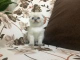 Di̇şi̇ Scottish Fold