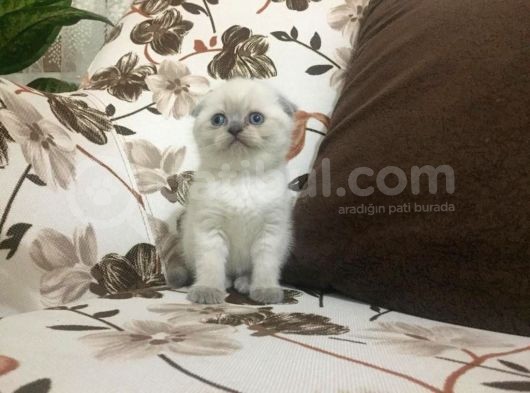 Di̇şi̇ Scottish Fold