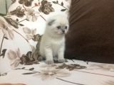 Di̇şi̇ Scottish Fold