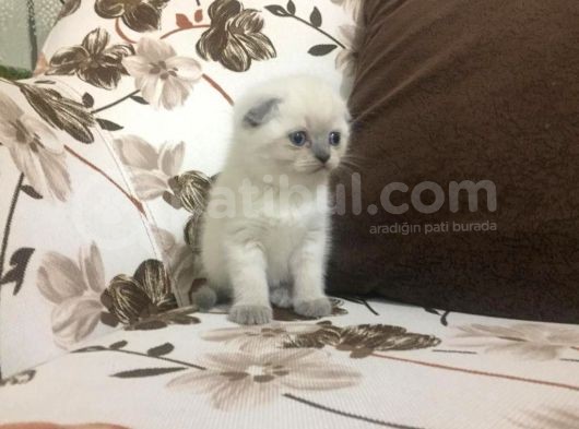 Di̇şi̇ Scottish Fold görsel