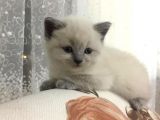 Erkek Blue Point Brittish Shorthai̇r Yavrular