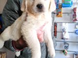Baby Face Golden Bebeklerimiz