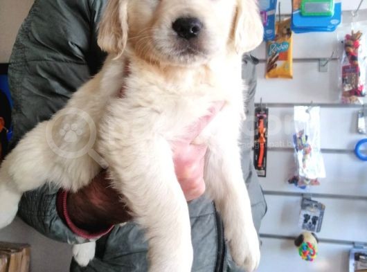Baby Face Golden Bebeklerimiz