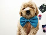 Maltipoo