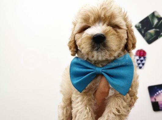 Maltipoo görsel