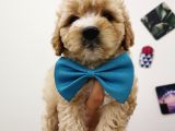 Maltipoo