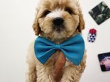 Maltipoo