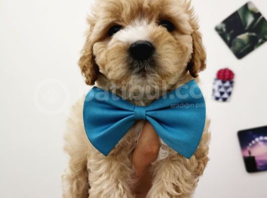 Maltipoo görsel