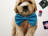Maltipoo