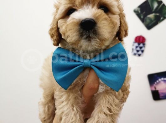 Maltipoo