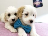 Terrier Bebegim